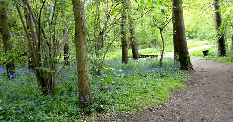 Waldbaden in Heidelberg